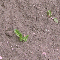 Swiss Chard